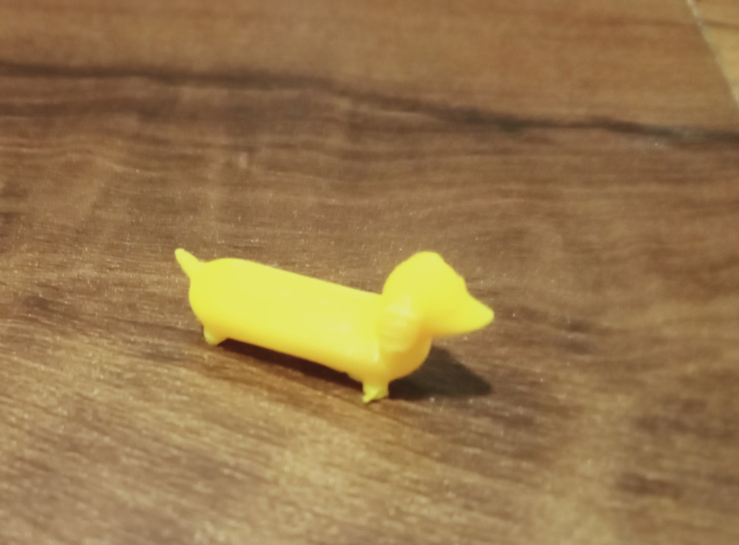 Mini dachshund dog