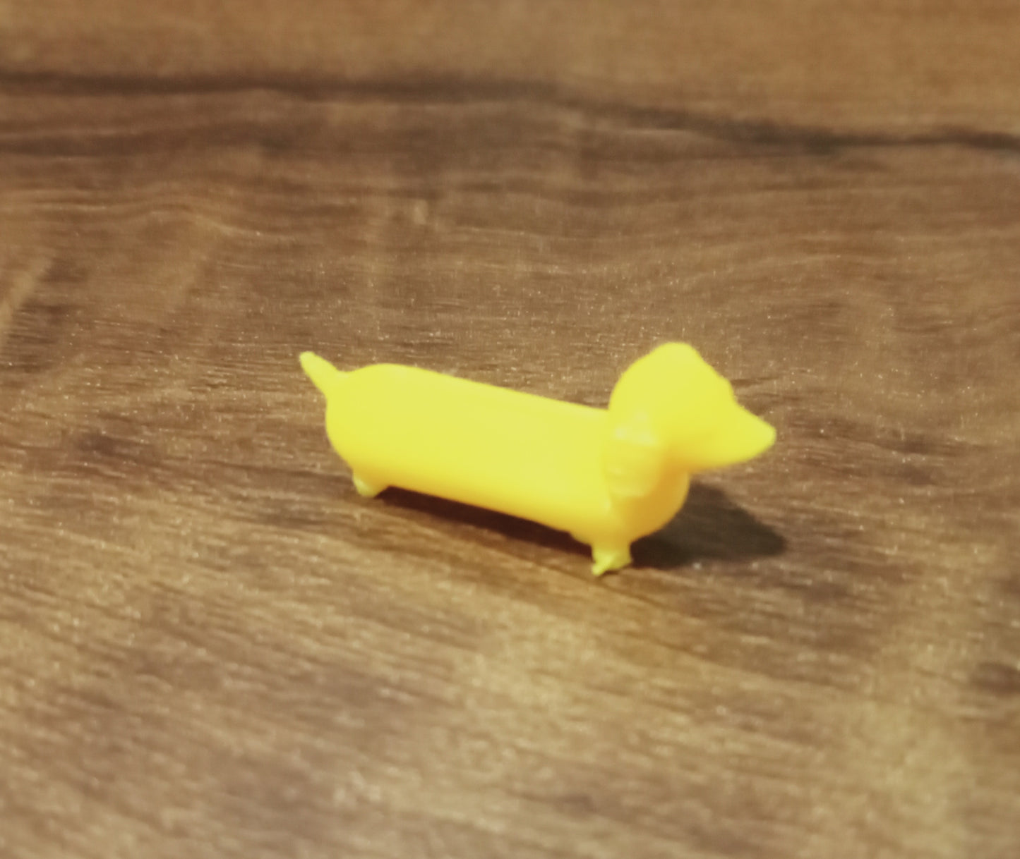 Mini dachshund dog